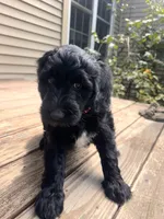 Sky , a female English Goldendoodle for sale in Odessa, NY – 2 of 6