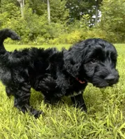 Sky , a female English Goldendoodle for sale in Odessa, NY – 3 of 6
