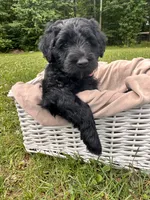 Sky , a female English Goldendoodle for sale in Odessa, NY – 4 of 6