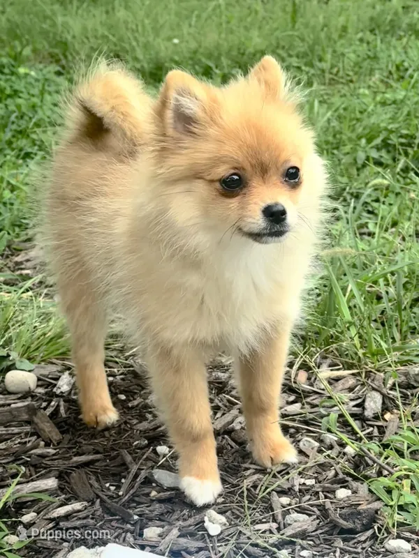 Sadie – Pomeranian puppy for sale in Hamilton, OH