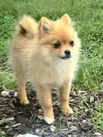 Sadie, a female Pomeranian for sale in Hamilton, OH – 1 of 3
