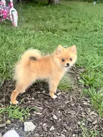 Sadie, a female Pomeranian for sale in Hamilton, OH – 3 of 3