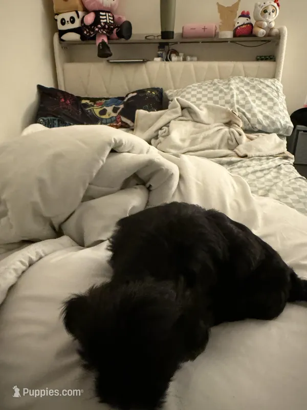 Appa  – Shorkie puppy for sale in Joliet, IL