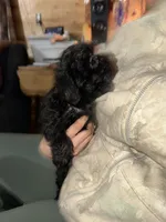 Appa , a male Shorkie for sale in Joliet, IL – Photo 2 of 8