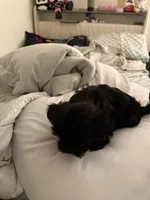 Appa , a male Shorkie for sale in Joliet, IL – Photo 5 of 8