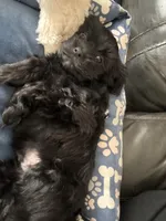 Appa , a male Shorkie for sale in Joliet, IL – Photo 3 of 8