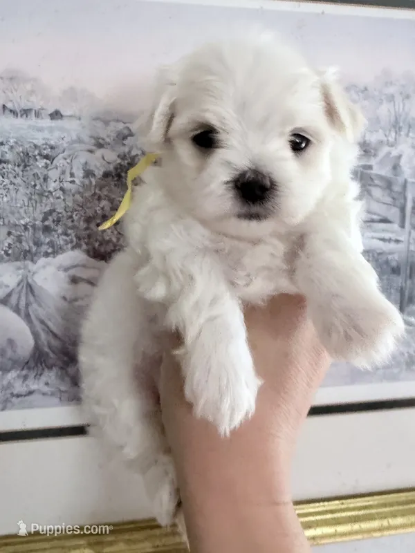 AKC Bentley ( smallest puppy) – Maltese puppy for sale in Tiverton, RI