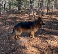 AKC Blue, a male German Shepherd Dog for sale in Redding Ridge, CT – Photo 5 of 6