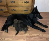 AKC Blue, a male German Shepherd Dog for sale in Redding Ridge, CT – Photo 3 of 6