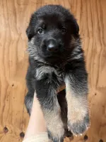 AKC Blue, a male German Shepherd Dog for sale in Redding Ridge, CT – Photo 1 of 6