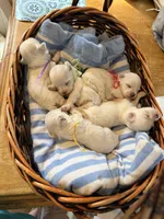 AKC Bentley ( smallest puppy), a male Maltese for sale in Tiverton, RI – 2 of 2