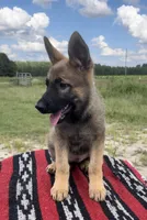 AKC Pink Girl, a female German Shepherd Dog for sale in Redding Ridge, CT – Photo 1 of 3