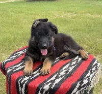 AKC Purple, standard short coat, a male German Shepherd Dog for sale in Tiverton, RI – 3 of 3
