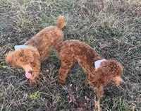 AKC RUBY, a female Poodle - Miniature  for sale in Redding Ridge, CT – Photo 4 of 5