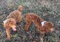 AKC RUBY, a female Poodle - Miniature  for sale in Redding Ridge, CT – Photo 5 of 5