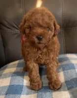 AKC RUBY, a female Poodle - Miniature  for sale in Redding Ridge, CT – Photo 1 of 5