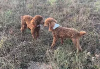 AKC RUBY, a female Poodle - Miniature  for sale in Redding Ridge, CT – Photo 2 of 5