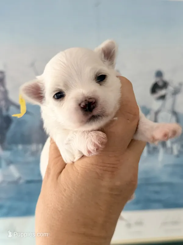 AKC Bentley ( smallest puppy) – Maltese puppy for sale in Tiverton, RI
