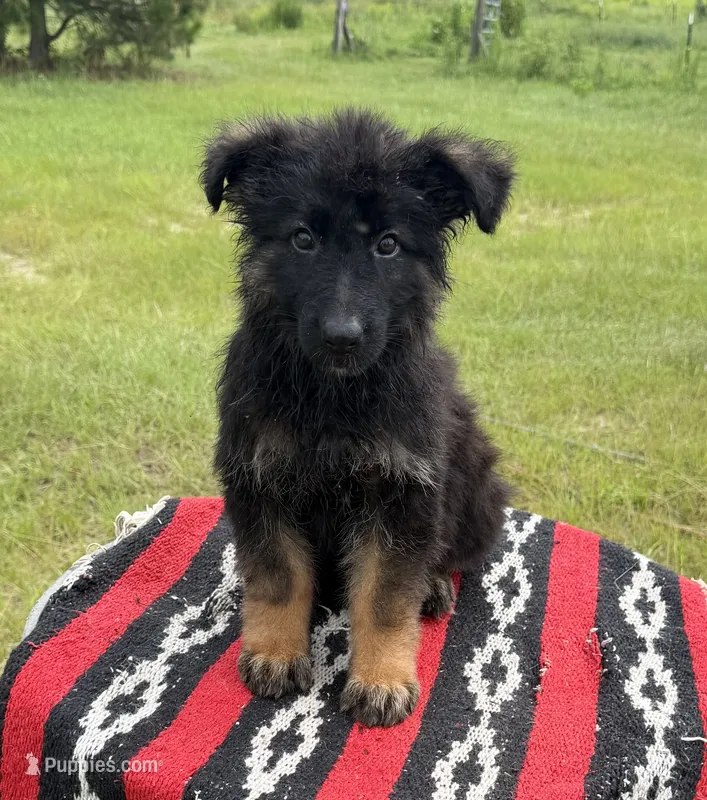 AKC Blue, long coat  – German Shepherd Dog puppy for sale in Tiverton, RI