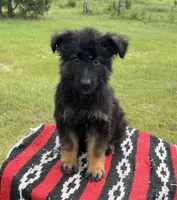 AKC Blue, long coat , a male German Shepherd Dog for sale in Tiverton, RI – 1 of 3