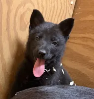 AKC Solid black Mia, a female German Shepherd Dog for sale in Redding Ridge, CT – Photo 4 of 8