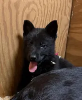AKC Solid black Mia, a female German Shepherd Dog for sale in Redding Ridge, CT – Photo 2 of 8