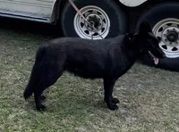 AKC Solid black Mia, a female German Shepherd Dog for sale in Redding Ridge, CT – Photo 5 of 8