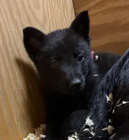 AKC Solid black Mia, a female German Shepherd Dog for sale in Redding Ridge, CT – Photo 3 of 8