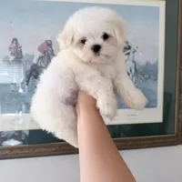 AKC Bentley, a male Maltese for sale in Redding, CT – 2 of 3