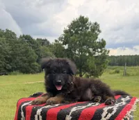 AKC Green, long coat, a male German Shepherd Dog for sale in Tiverton, RI – 5 of 5