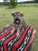 AKC MOUSSE - DDR Blood Line, a male German Shepherd Dog for sale in Tiverton, RI – 5 of 7