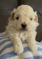 Tiny Toffee, a male Maltipoo for sale in Redding Ridge, CT – Photo 3 of 4