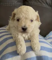 Tiny Toffee, a male Maltipoo for sale in Redding Ridge, CT – Photo 2 of 4