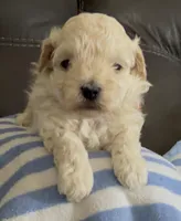 Tiny Toffee, a male Maltipoo for sale in Redding Ridge, CT – Photo 1 of 4