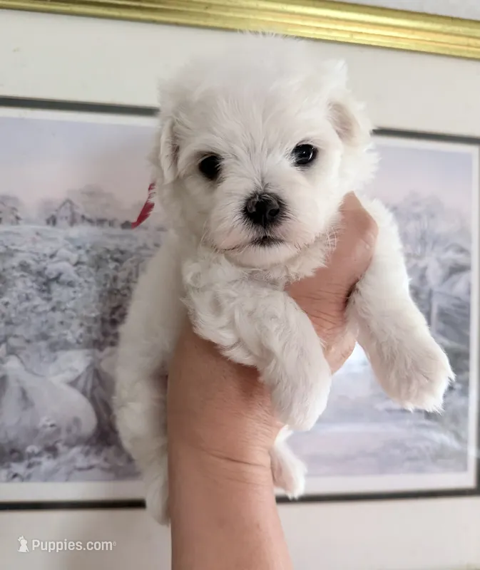 AKC Harry – Maltese puppy for sale in Tiverton, RI