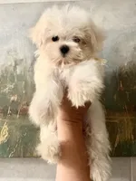 AKC Lily, a female Maltese for sale in Redding Ridge, CT – Photo 3 of 4