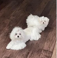 AKC Lily, a female Maltese for sale in Redding Ridge, CT – Photo 4 of 4