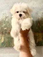 AKC Lily, a female Maltese for sale in Redding Ridge, CT – Photo 2 of 4