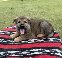 AKC MOUSSE - DDR Blood Line, a male German Shepherd Dog for sale in Tiverton, RI – 4 of 7