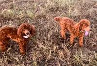 Chilly , a female Poodle - Miniature  for sale in Tiverton, RI – 5 of 6