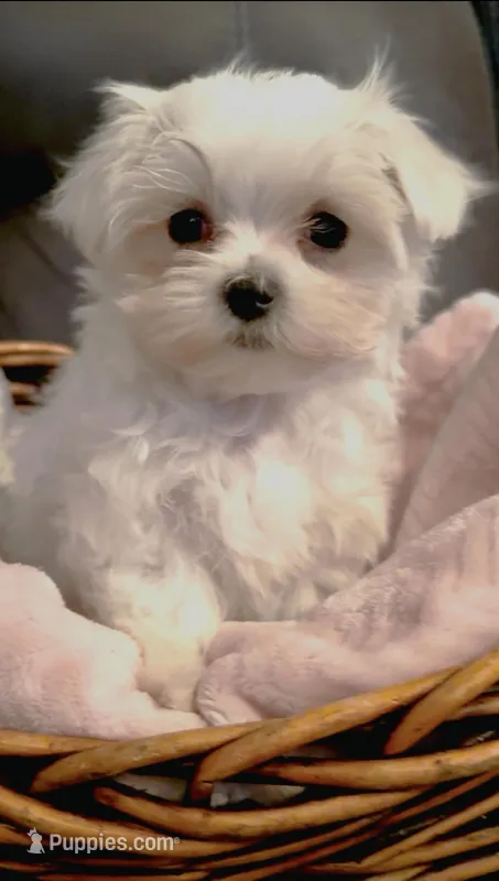 AKC Champion Line Harry – Maltese puppy for sale in Redding Ridge, CT