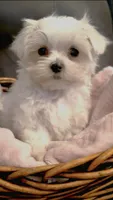 AKC Champion Line Harry, a male Maltese for sale in Redding Ridge, CT – Photo 1 of 2