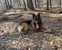 AKC Purple, a male German Shepherd Dog for sale in Redding Ridge, CT – Photo 7 of 10