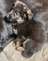 AKC Purple, a male German Shepherd Dog for sale in Redding Ridge, CT – Photo 2 of 10