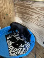 AKC Purple, a male German Shepherd Dog for sale in Redding Ridge, CT – Photo 8 of 10