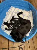 AKC Purple, a male German Shepherd Dog for sale in Redding Ridge, CT – Photo 6 of 10