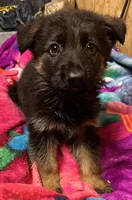 AKC Purple, a male German Shepherd Dog for sale in Redding Ridge, CT – Photo 4 of 10