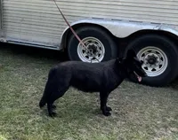 AKC Purple, a male German Shepherd Dog for sale in Redding Ridge, CT – Photo 9 of 10