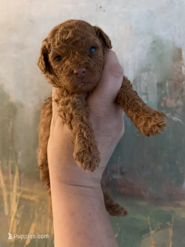 Chilly  – Poodle - Miniature  puppy for sale in Tiverton, RI