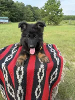 AKC Yellow, long coat , a male German Shepherd Dog for sale in Tiverton, RI – 4 of 4